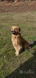 Golden retriever Americano