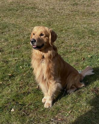 Golden retriever Americano