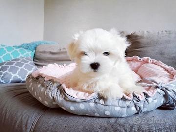 Maltesi cuccioli