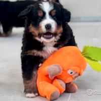 Cuccioli di bovaro del bernese con pedigree