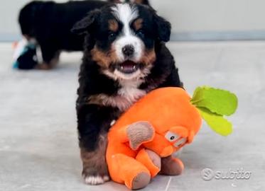 Cuccioli di bovaro del bernese con pedigree