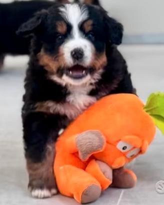 Cuccioli di bovaro del bernese con pedigree