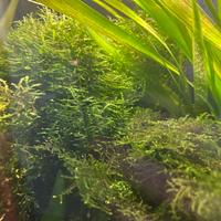 Muschio - ritiro solo prov Lecco