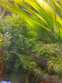 Muschio - ritiro solo prov Lecco