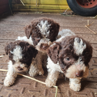 Lagotto romagnolo