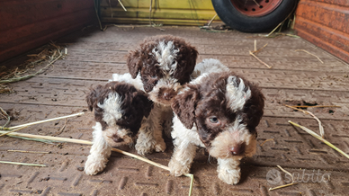 Lagotto romagnolo