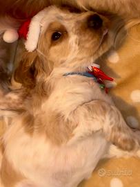 Cuccioli Cocker Spaniel Inglese