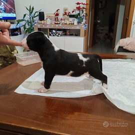 Cuccioli bull terrier