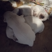 West highland White terrier