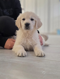 Cuccioli golden retriever