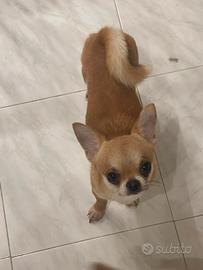 Cucciolo di Chihuahua