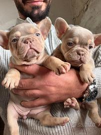 Cuccioli di bulldog francese