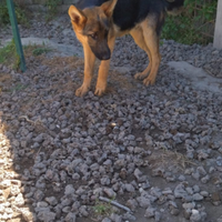 Cuccioli di Pastore Tedesco