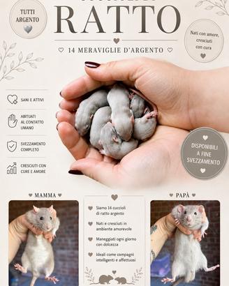 Cuccioli di ratti da compagnia