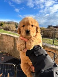 Cuccioli golden retriever linea americana