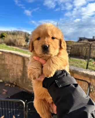 Cuccioli golden retriever linea americana