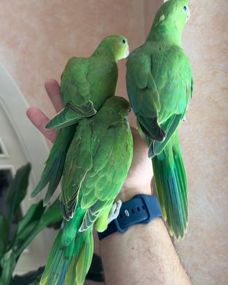 Parrocchetti dal collare allevati a mano