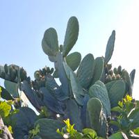 2 varietà di fico d'India 