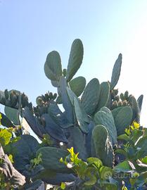 2 varietà di fico d'India 