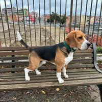 Beagle maschio per monta