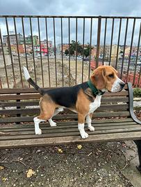 Beagle maschio per monta