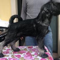 Cucciolo schnauzer medio pepe sale