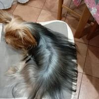 Yorkshire Terrier maschio per accoppiamento