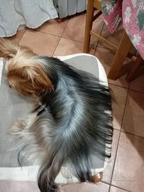 Yorkshire Terrier maschio per accoppiamento