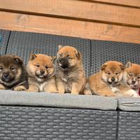 Shiba cuccioli con pedigree ENCI
