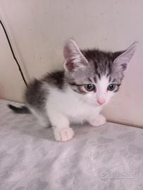Gattini