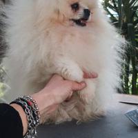 Spitz Pomerania super nano