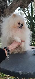 Spitz Pomerania super nano