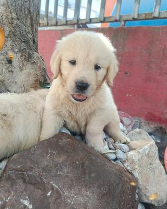 Golden retriever pedigree Enci