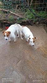 Cuccioli di jack Russell
