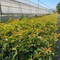 Photinia Red Robin