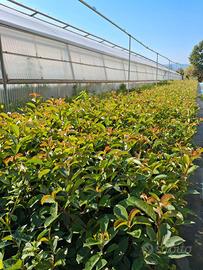 Photinia Red Robin