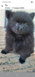 Volpini di Pomerania
