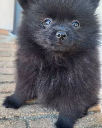 Volpini di Pomerania