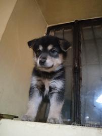Husky