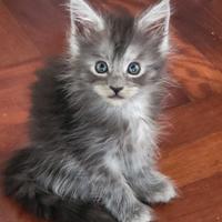 Cuccioli di Maine Coon