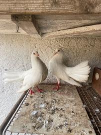 Vendita Colombe Pavoncelle