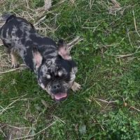 Bulldog francese