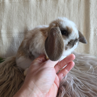 Conigli nani ariete minilop