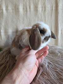 Conigli nani ariete minilop