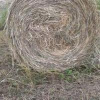 Rotoballe di fieno 2025