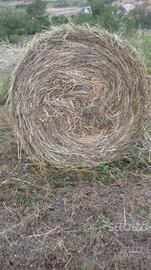 Rotoballe di fieno 2025