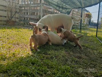 Bull Terrier Miniature