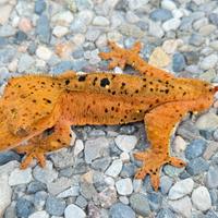 Geco Ciliatus Crestato - Super Dalmatian