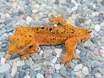 Geco Ciliatus Crestato - Super Dalmatian