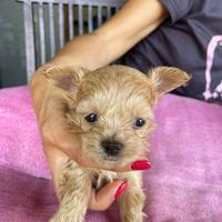 Cuccioli maltipoo